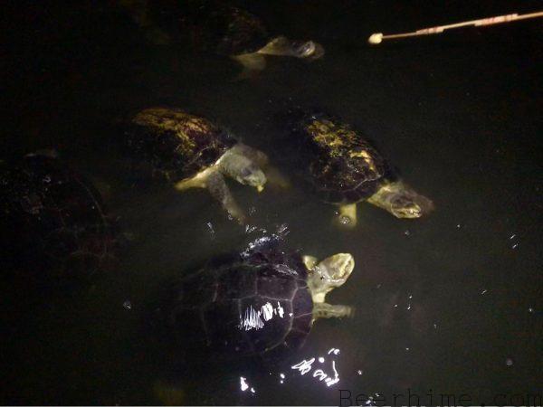 【バンコク】ベンジャキティ公園でカメの餌付け現場に遭遇！謎のでっかい魚も